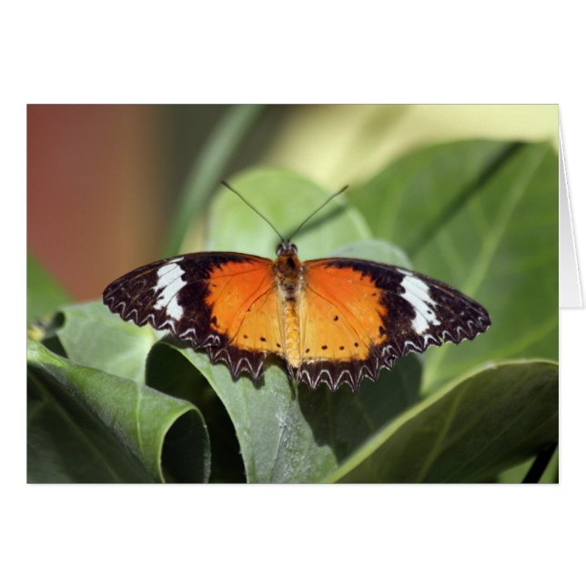 butterfly farm 2 (Front Horizontal)