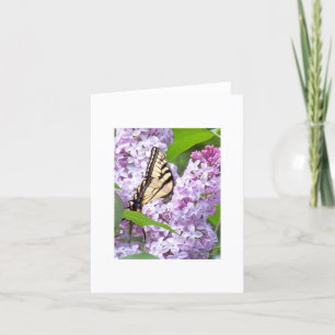 Butterfly Feeding Greeting Card