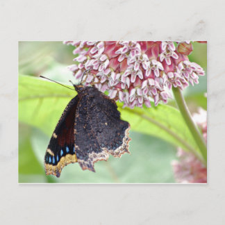Butterfly Feeding Postcard
