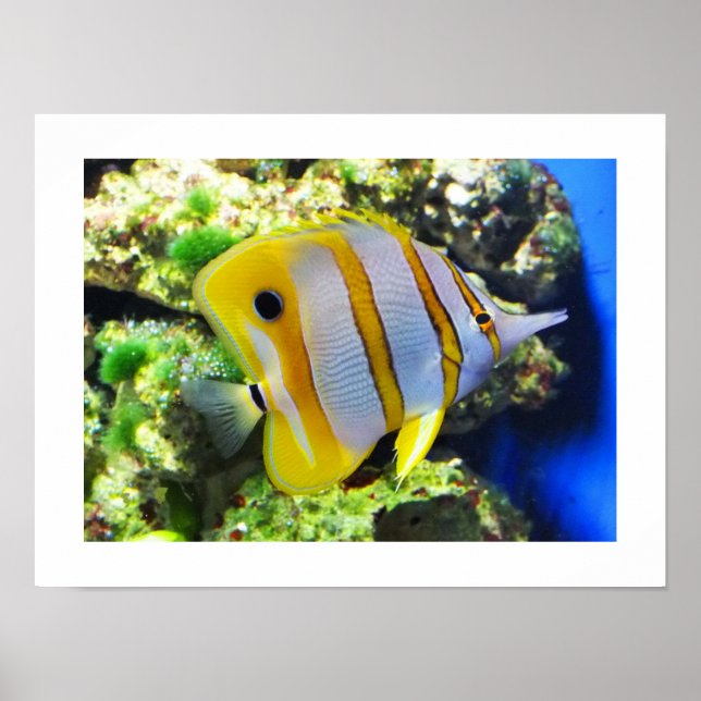 Butterfly fish poster (Front)
