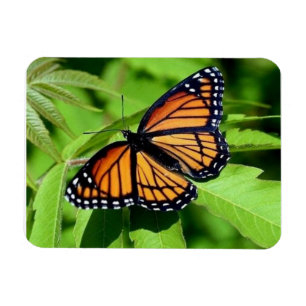 Butterfly flexible magnet