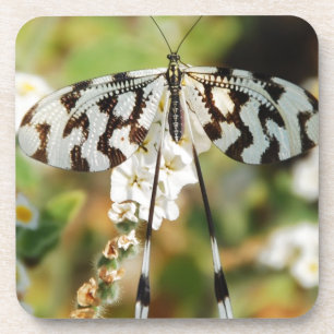 Butterfly Flowers Blossoms Wedding Shower Peace Coaster