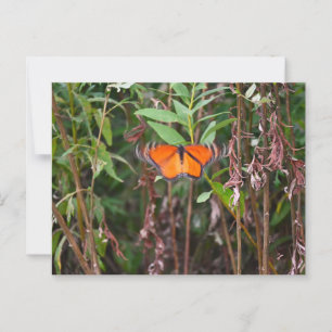 Butterfly Fluttering in Reeds Postcard 
