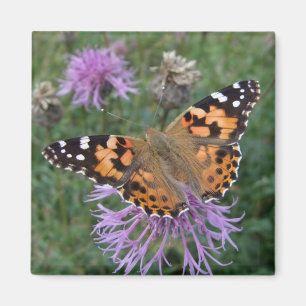 Butterfly Fridge Magnets