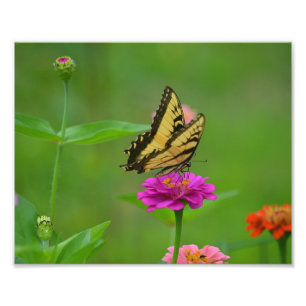 Butterfly Garden Photo Print