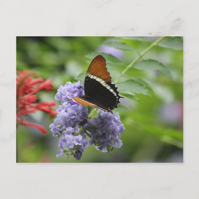 Butterfly garden postcard (Front)