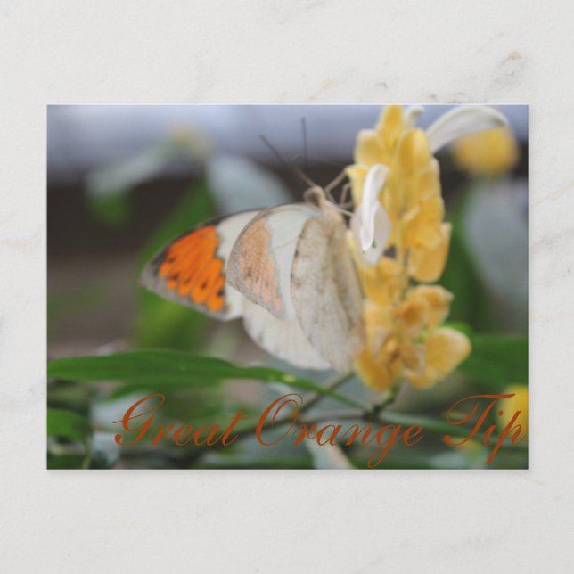 Butterfly Great Orange Tip # 1 Postcard (Front)