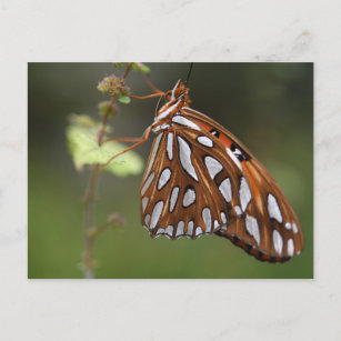 Butterfly Gulf Fritillary Passion Orange Spotted Postcard