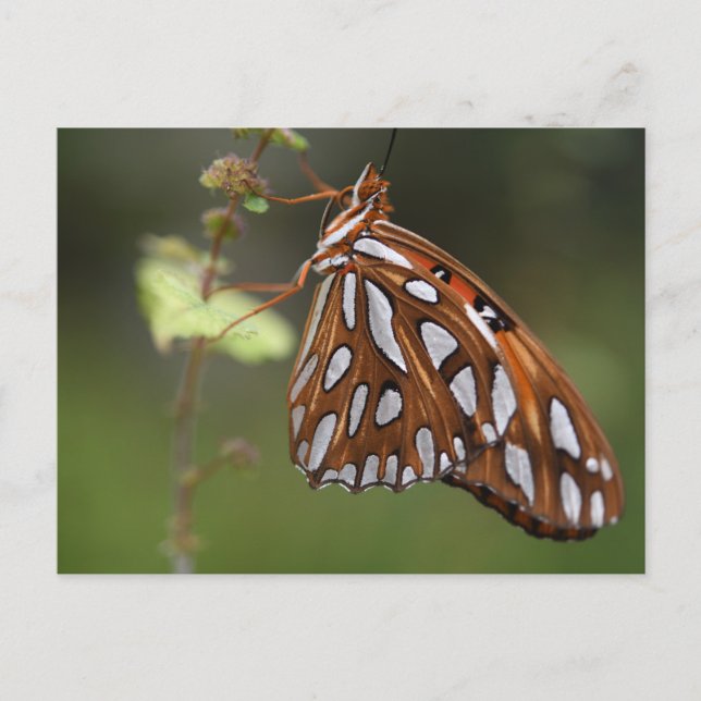 Butterfly Gulf Fritillary Passion Orange Spotted Postcard (Front)