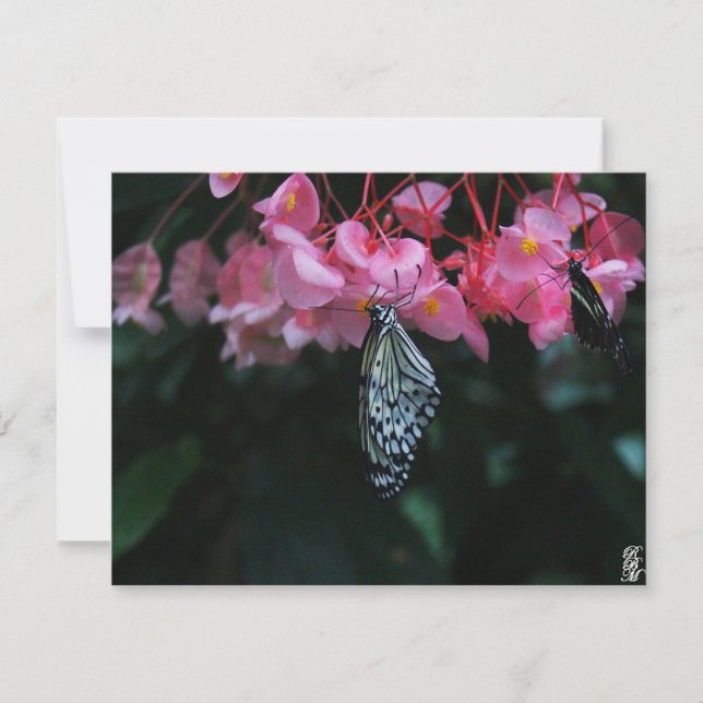 Butterfly Hanging from Flowers Card (Front)