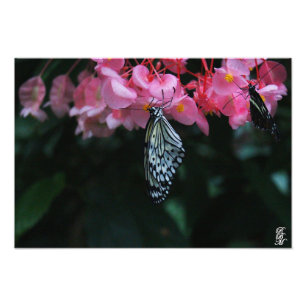 Butterfly Hanging from Flowers Photo Print