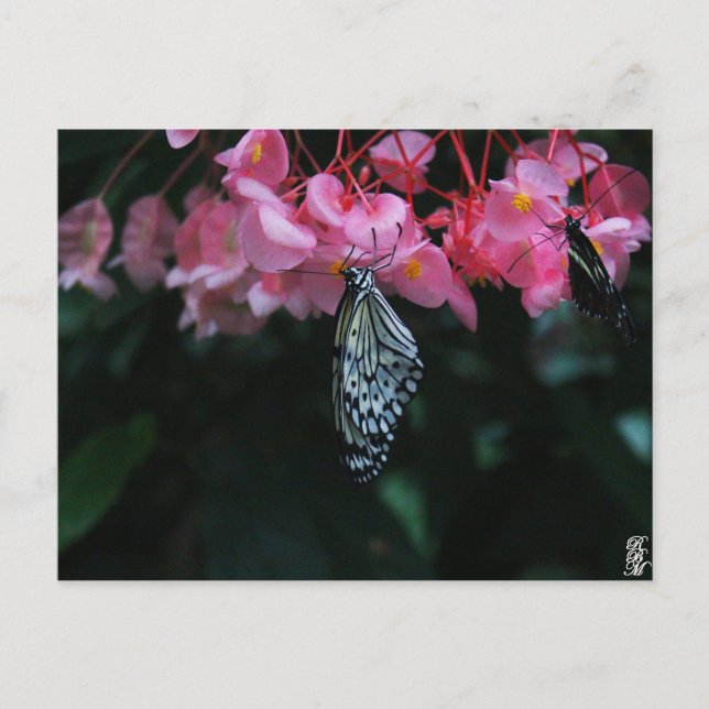 Butterfly Hanging from Flowers Postcard (Front)