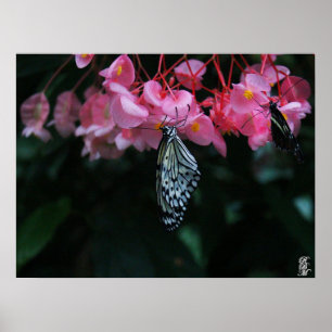 Butterfly Hanging from Flowers Poster