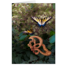 Butterfly-Happiness in Transformation