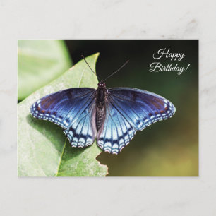 Butterfly Happy Birthday Postcard