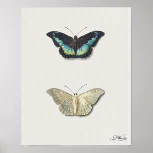 Butterfly Illustration Poster