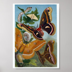 Butterfly Illustration Poster