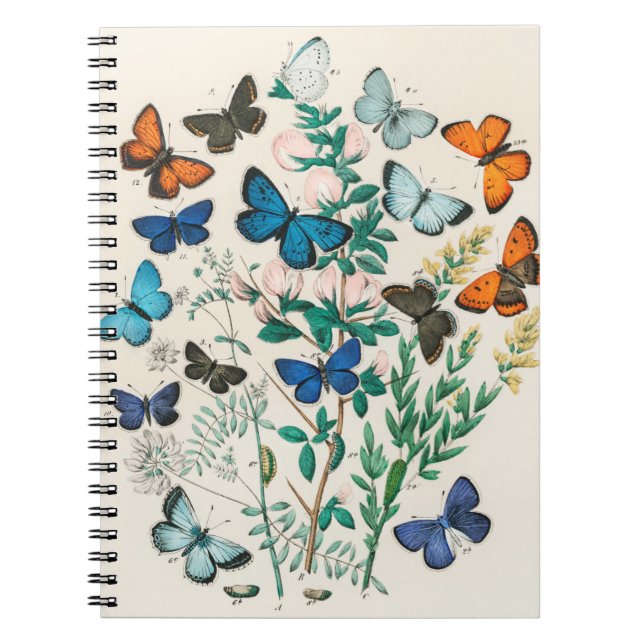Butterfly illustrations notebook (Front)