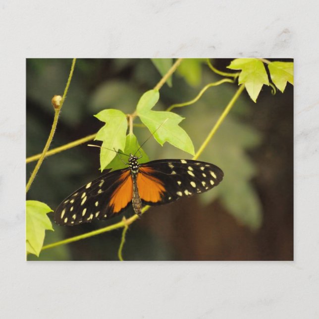 Butterfly in a garden postcard (Front)