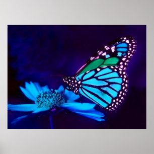 Butterfly In Blue Poster