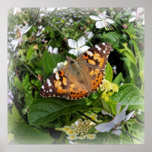 butterfly in circle poster