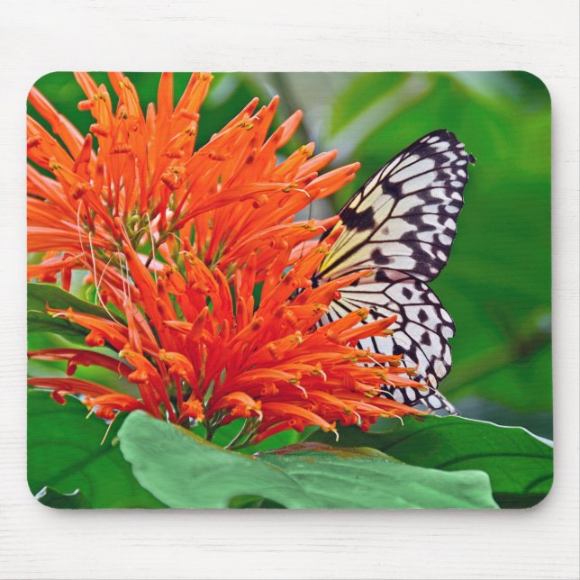 butterfly in Mexican Honeysuckle Mouse Pad (Front)