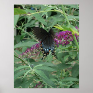 Butterfly in Motion Poster/Print Bordered Poster