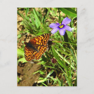 Butterfly in Spring Postcard