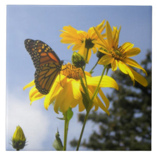 Butterfly in the Sky tile Trivet