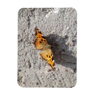 Butterfly in the Sunshine Magnet
