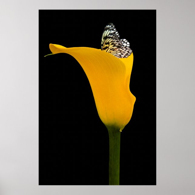 butterfly in yellow lily on black poster (Front)
