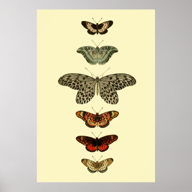 Butterfly Insects Collection Poster (Front)
