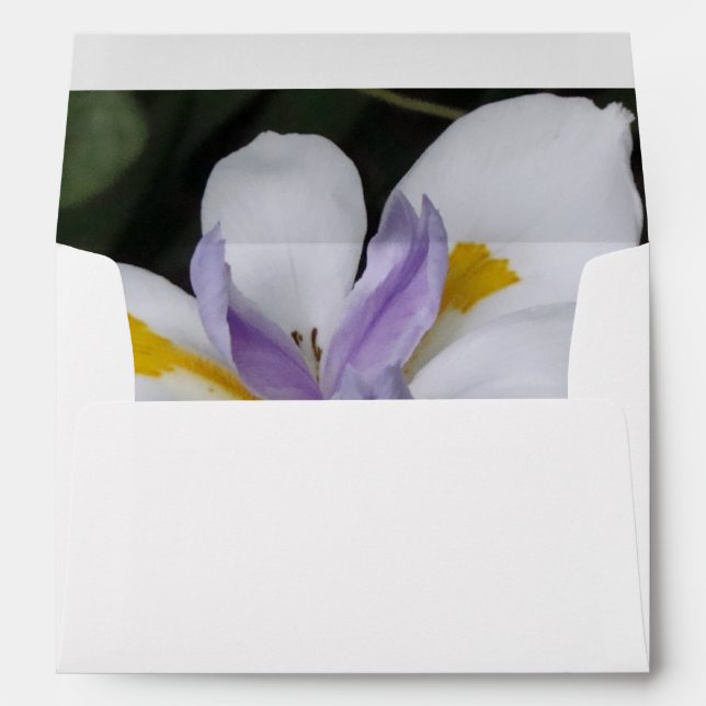 Butterfly Iris Envelopes (Back (Bottom))