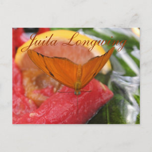 Butterfly Julia Longwing # 3 Postcard
