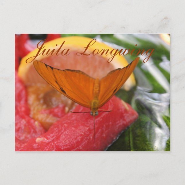 Butterfly Julia Longwing # 3 Postcard (Front)