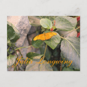 Butterfly Julia Longwing # 4 Postcard