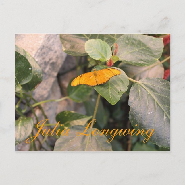Butterfly Julia Longwing # 4 Postcard (Front)