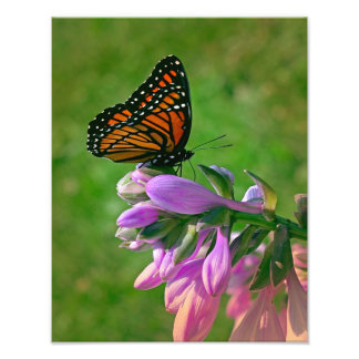 Butterfly Kisses Photo Print