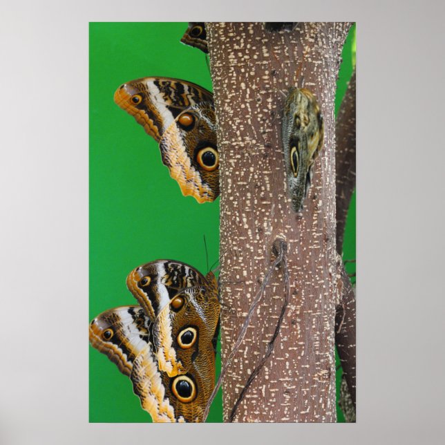 Butterfly Kisses Poster (Front)