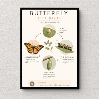 Butterfly Life Cycle Educational Science Poster