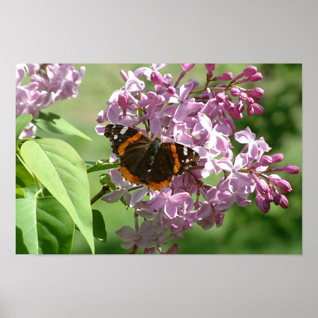 Butterfly & Lilacs Poster (Front)