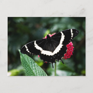 Butterfly Lolipop Postcard