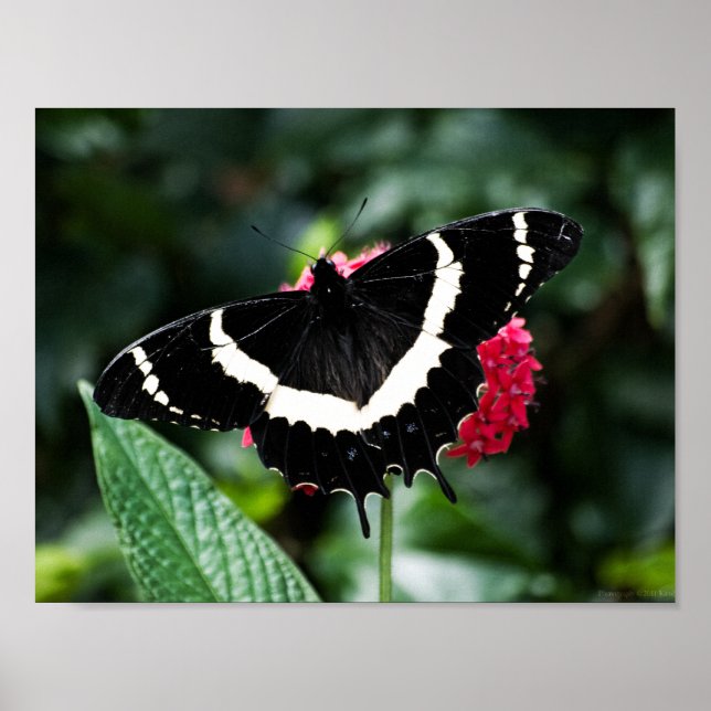 Butterfly Lolipop Print (Front)