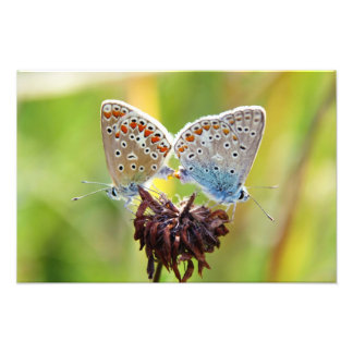 Butterfly Love Photo Print