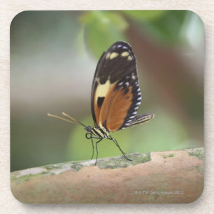 Butterfly Macro Coaster
