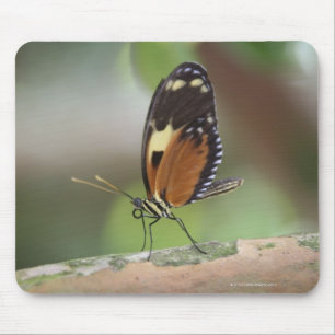 Butterfly Macro Mouse Pad