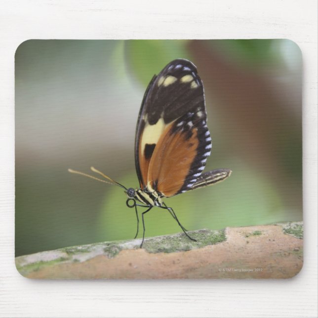 Butterfly Macro Mouse Pad (Front)