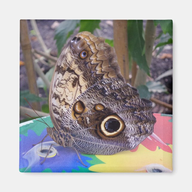 Butterfly  Magnet (Front)