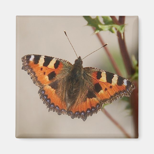 Butterfly Magnet (Front)