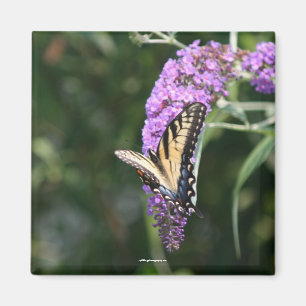 Butterfly magnet